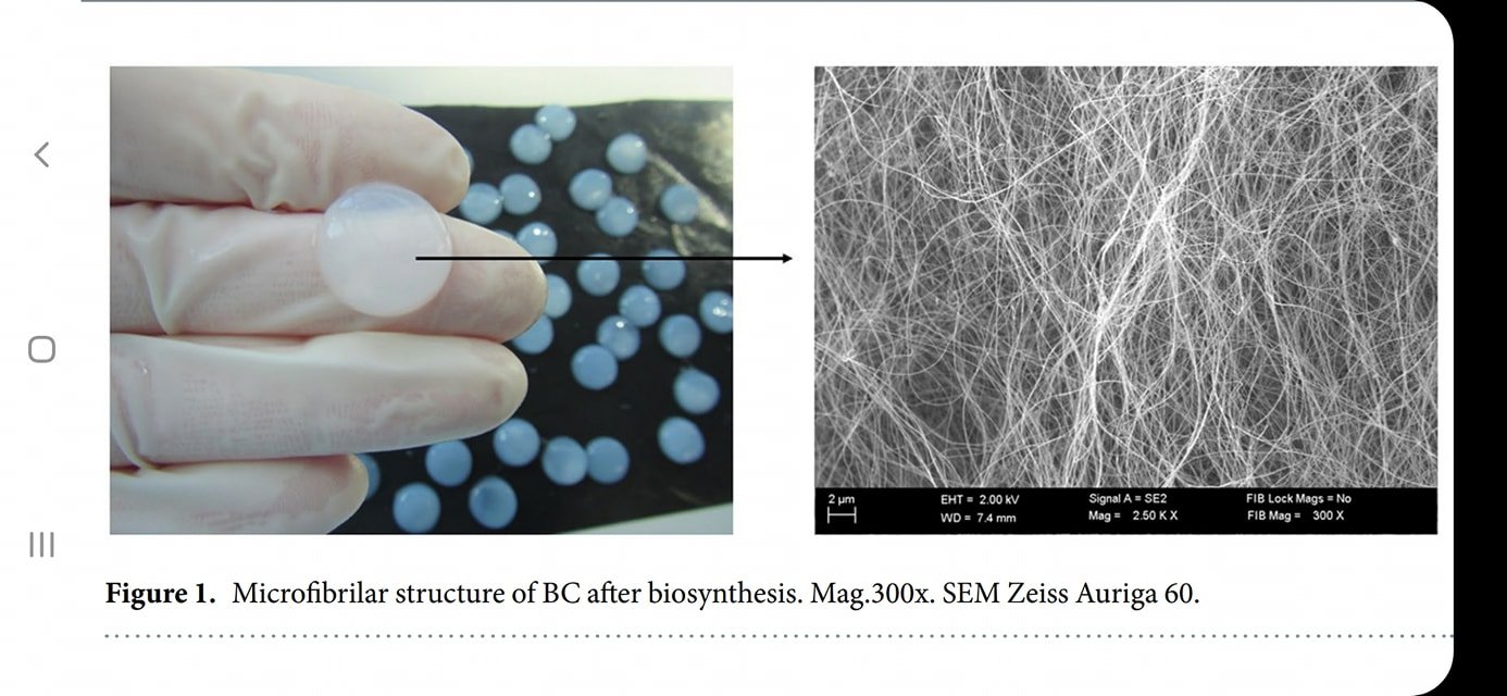 Struktur mikroskopik bacterial cellulose (Karol Fijalkowski, dkk